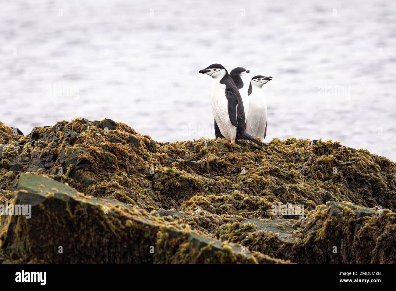 Drei Chinstrap-Pinguine (Pygoscelis antarcticus) stehen an einem düsteren Tag in der Antarktis auf einem großen, mit Algen bedeckten Felsen zusammen. Stockfoto