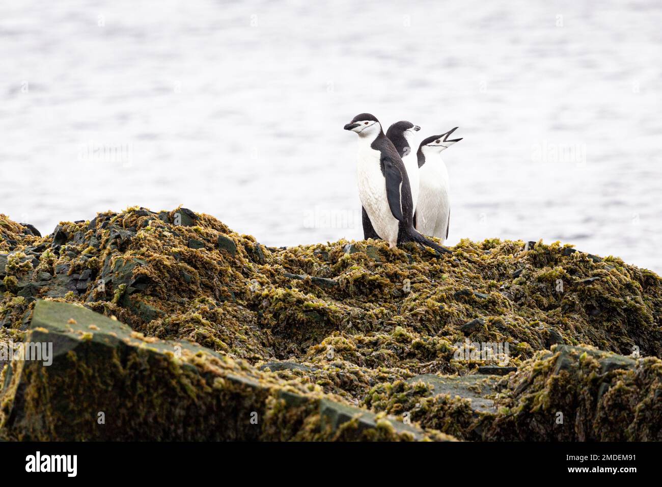 Drei Chinstrap-Pinguine (Pygoscelis antarcticus) stehen an einem düsteren Tag in der Antarktis auf einem großen, mit Algen bedeckten Felsen zusammen. Stockfoto