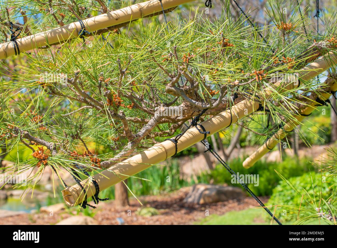 Bambus und Seile, die an Kiefern (Yukitsuri) im Shoyen Japanese Garden in Dubbo, New South Wales, Australien, gefesselt sind Stockfoto