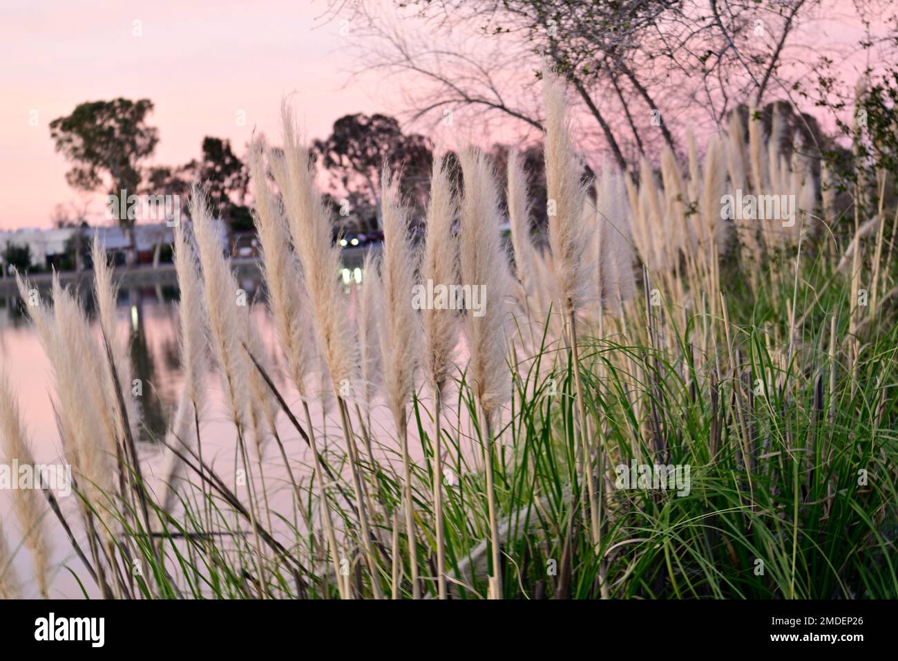 Kans Grass im Los Gatos Creek County Park - Camden Pond 3 Stockfoto