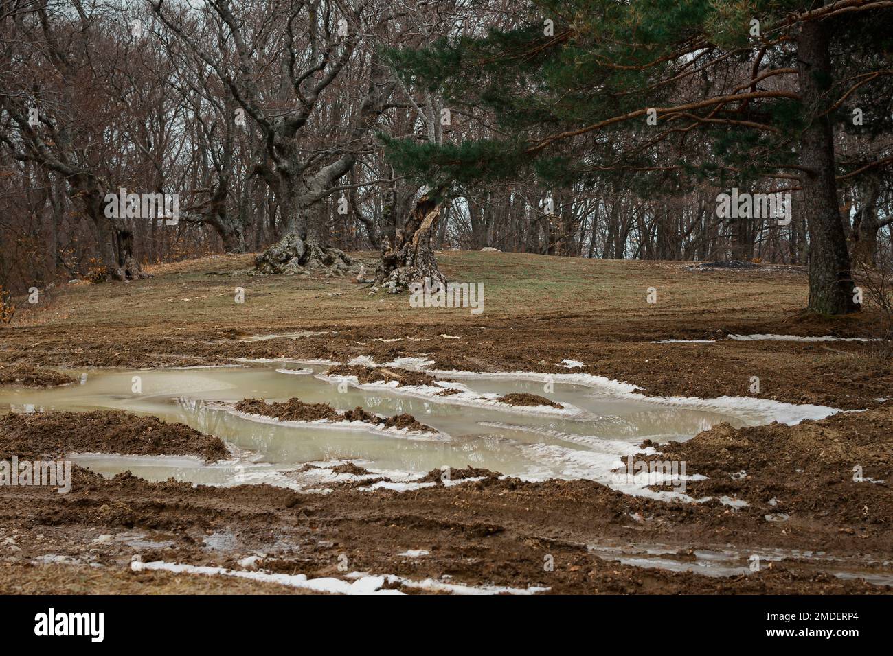 Waldpfützen Eis, Schnee schmilzt im März auf dem Boden. Natürlicher, ruhiger, authentischer Hintergrund. Warme Brauntöne. Ein leerer Wald ohne Menschen, Frieden A. Stockfoto
