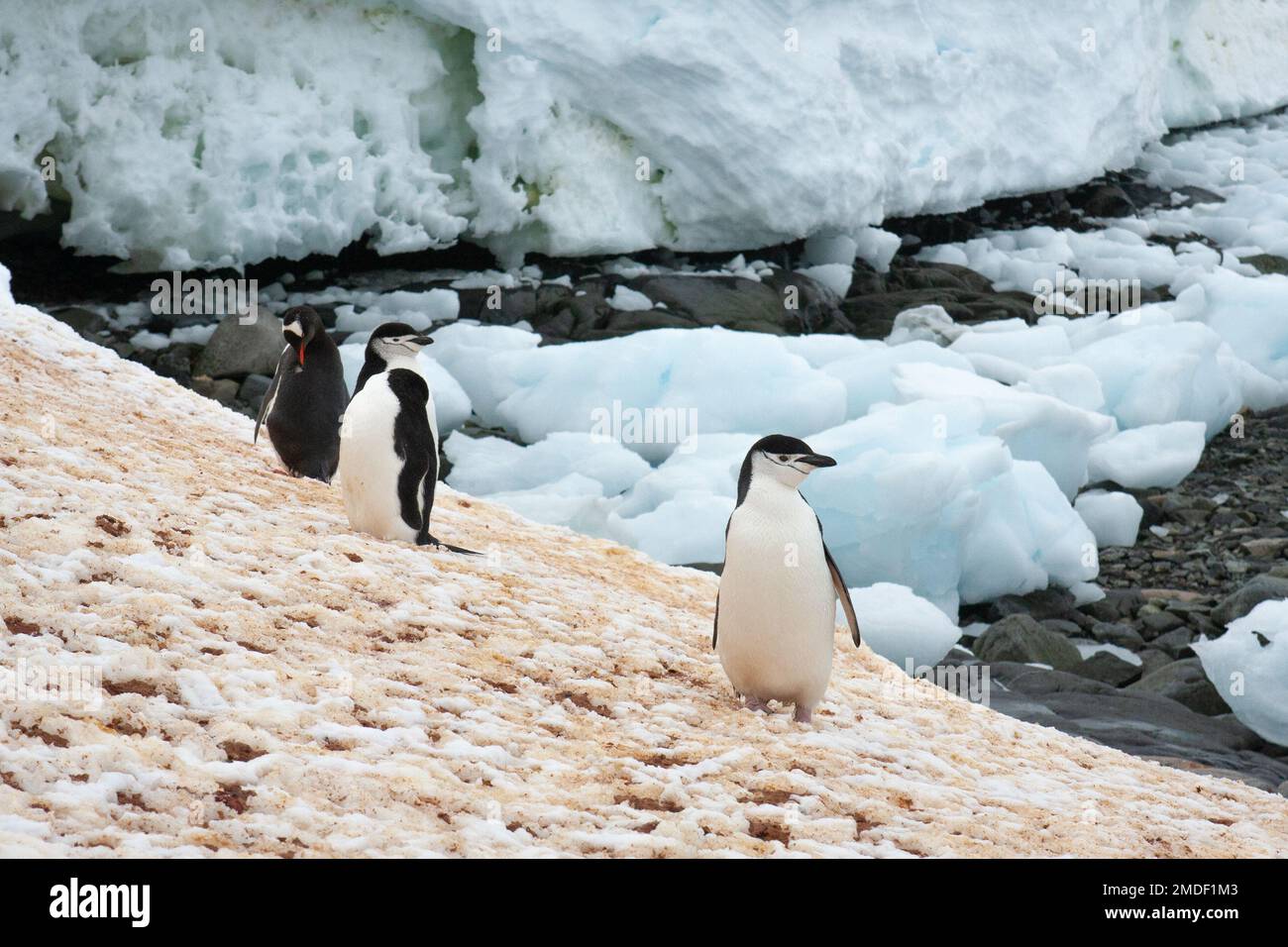 Eine Gruppe von Kinnfalten-Pinguinen (Pygoscelis antarctica) und ein Gentoo-Pinguin (Pygoscelis papua) stehen auf ungeschmolzenem Schnee in der Nähe ihrer Brutkolonie. Stockfoto