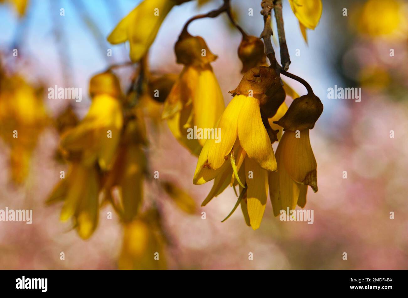 Nahaufnahme der einheimischen gelben Kowhai-Blumen, Sophora microphylla Stockfoto