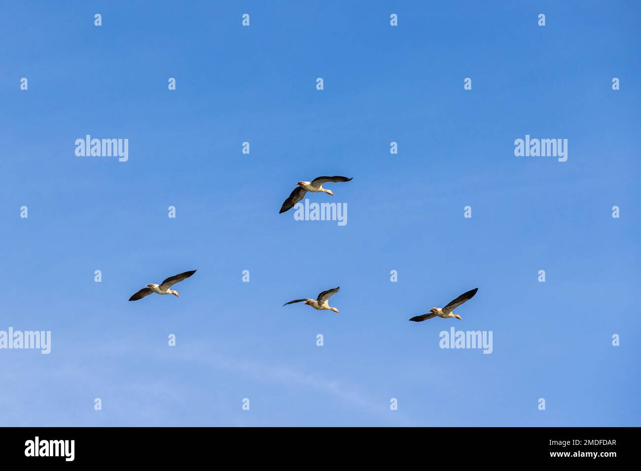 Graugans fliegen an einem klaren blauen Himmel Stockfoto