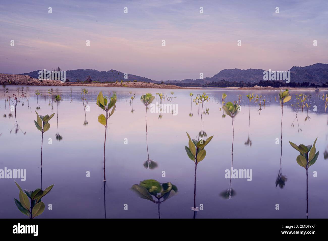 Farbenfrohe violette Landschaft. Pflanzen wachsen aus dem Wasser des Sees, klarer Himmel und Berge im Hintergrund, natürliches Foto von Khao lak thailand. Stockfoto