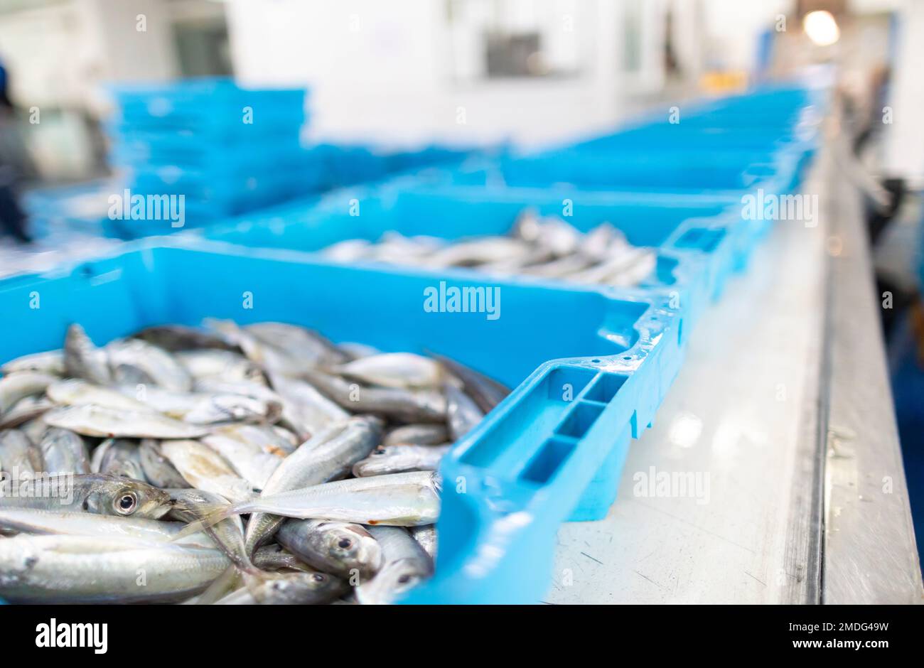 Palamos Fischmarkt (Llotja del Peix de Palamós). Palamós, El Baix Empordà, Girona, Katalonien, Spanien, Europa. Stockfoto