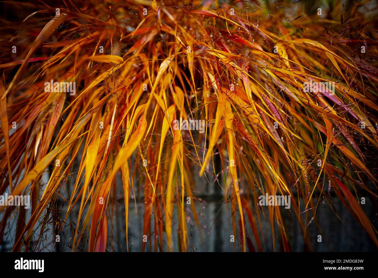Orangefarbenes trockenes Gras hängt an der Wand Stockfoto