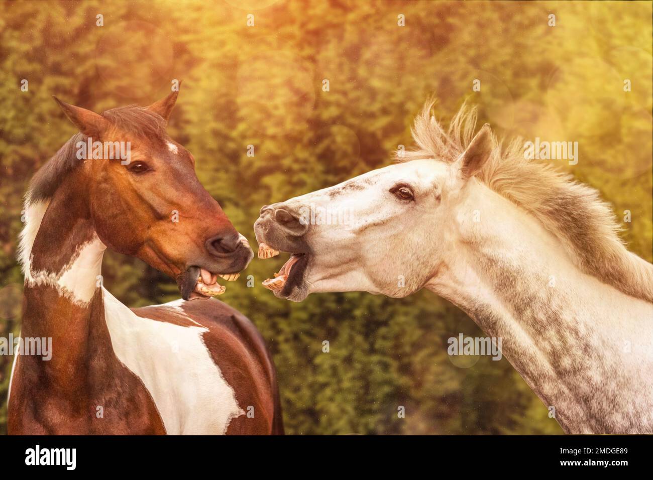 Ein paar Pferde, die sich anschreien, mit unscharfem grünen Hintergrund Stockfoto