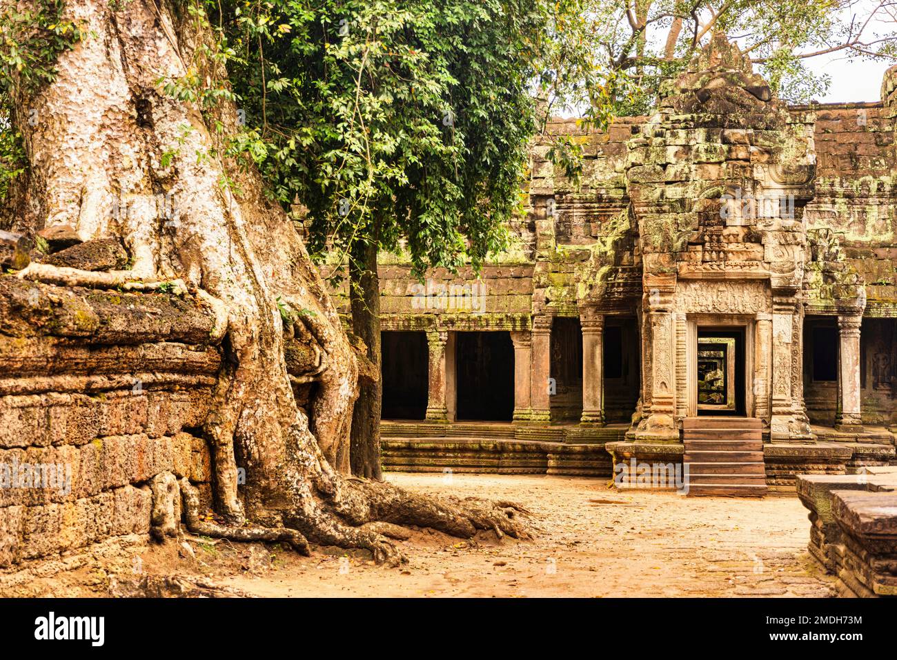 TA Prohm Tempel des Angkor Wat Komplexes - SEAM Reap, Kambodscha. Stockfoto