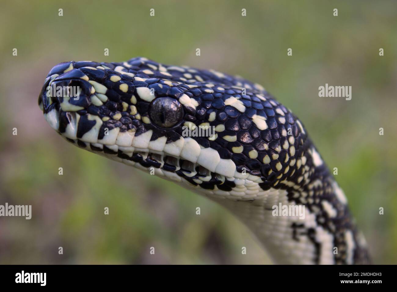 Captive Diamond PythonMorelia Spilota Bundaberg Australien Stockfoto