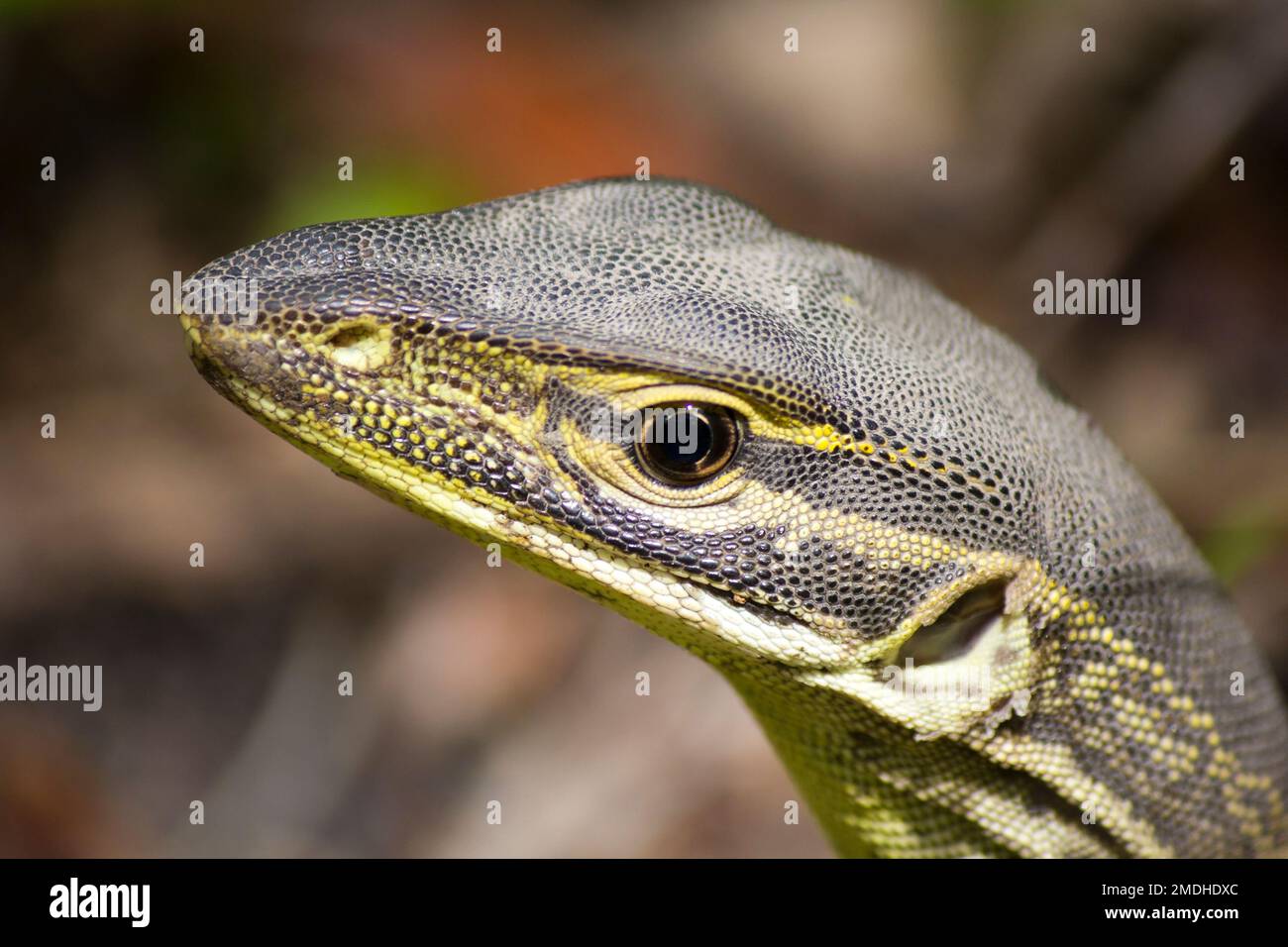 Unreife Sand GoannaVaranus gouldii Unreife Bundaberg Australien Stockfoto