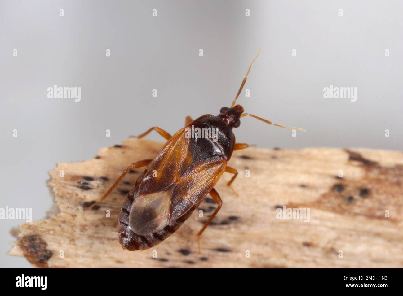 Kleine Piratenwanzen oder auch Blumenwanzen (Anthocoridae) genannt, sind eine Familie von Wanzen. Anthocoriden sind räuberisch und ernähren sich von vielen Insekten Schädlinge von Nutzpflanzen. Stockfoto