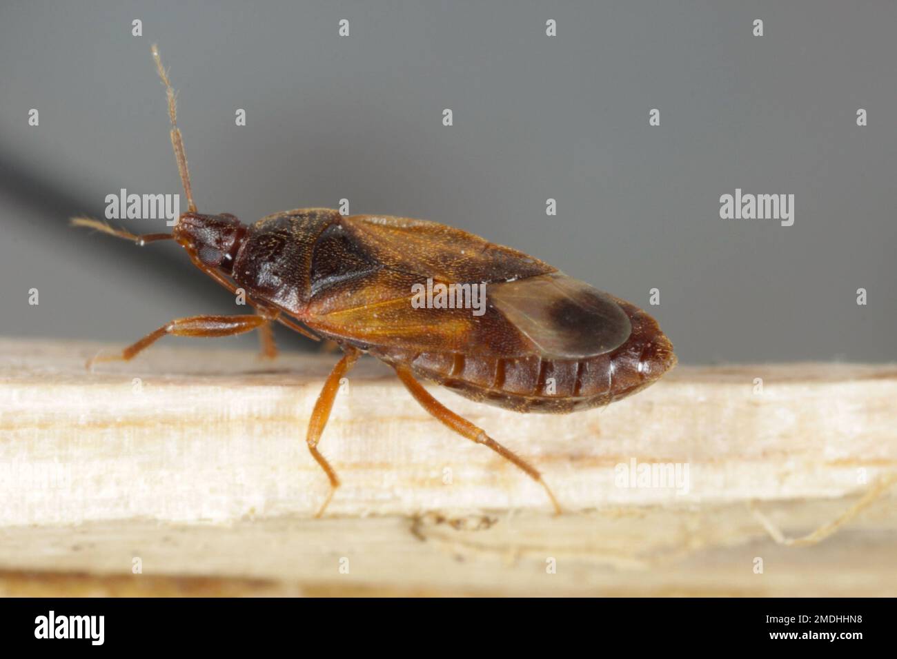 Kleine Piratenwanzen oder auch Blumenwanzen (Anthocoridae) genannt, sind eine Familie von Wanzen. Anthocoriden sind räuberisch und ernähren sich von vielen Insekten Schädlinge von Nutzpflanzen. Stockfoto