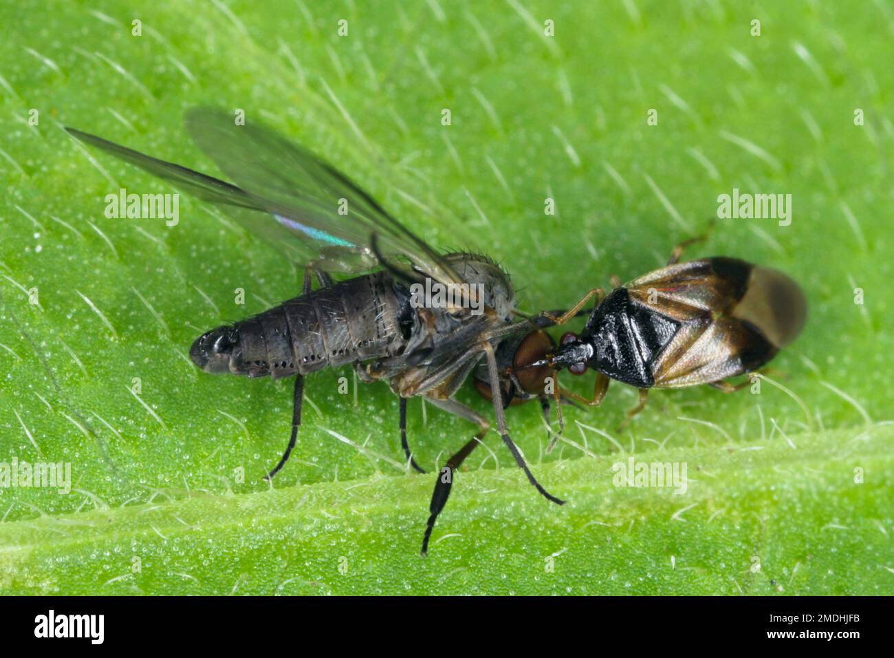 Kleine Piratenwanzen oder auch Blumenwanzen (Anthocoridae) genannt, sind eine Familie von Wanzen. Anthocoriden sind räuberisch und ernähren sich von vielen Insekten Schädlinge von Nutzpflanzen. Stockfoto