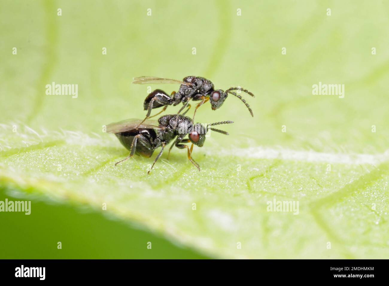 Erwachsene Chalcidoidwasp der Superfamilie Chalcidoidea Stockfoto