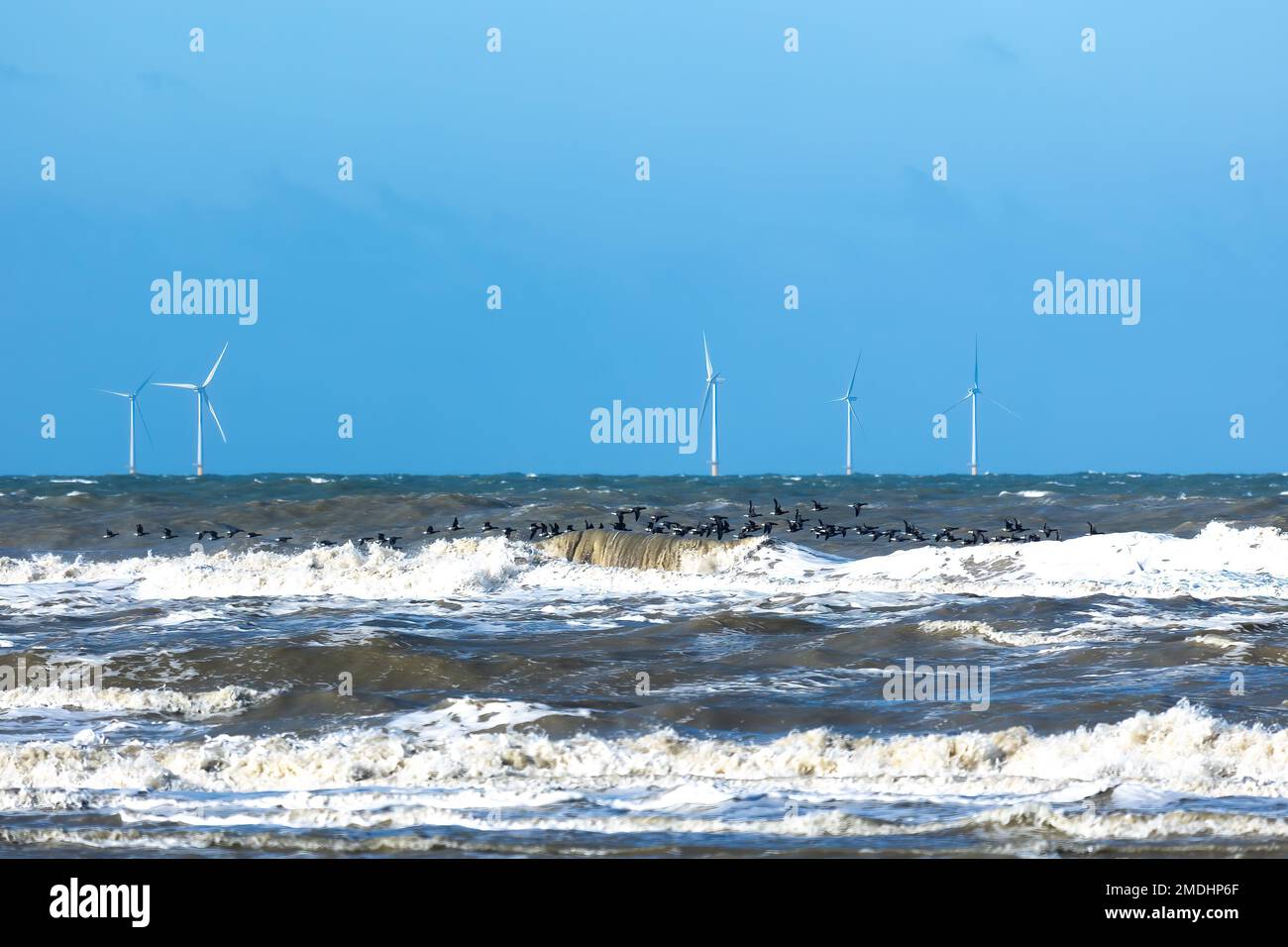 Eine Schar Seevögel, die sich über einem Sturm mit Spindelwellen und einem Windmühlen-Park vor der Küste im Hintergrund befinden Stockfoto