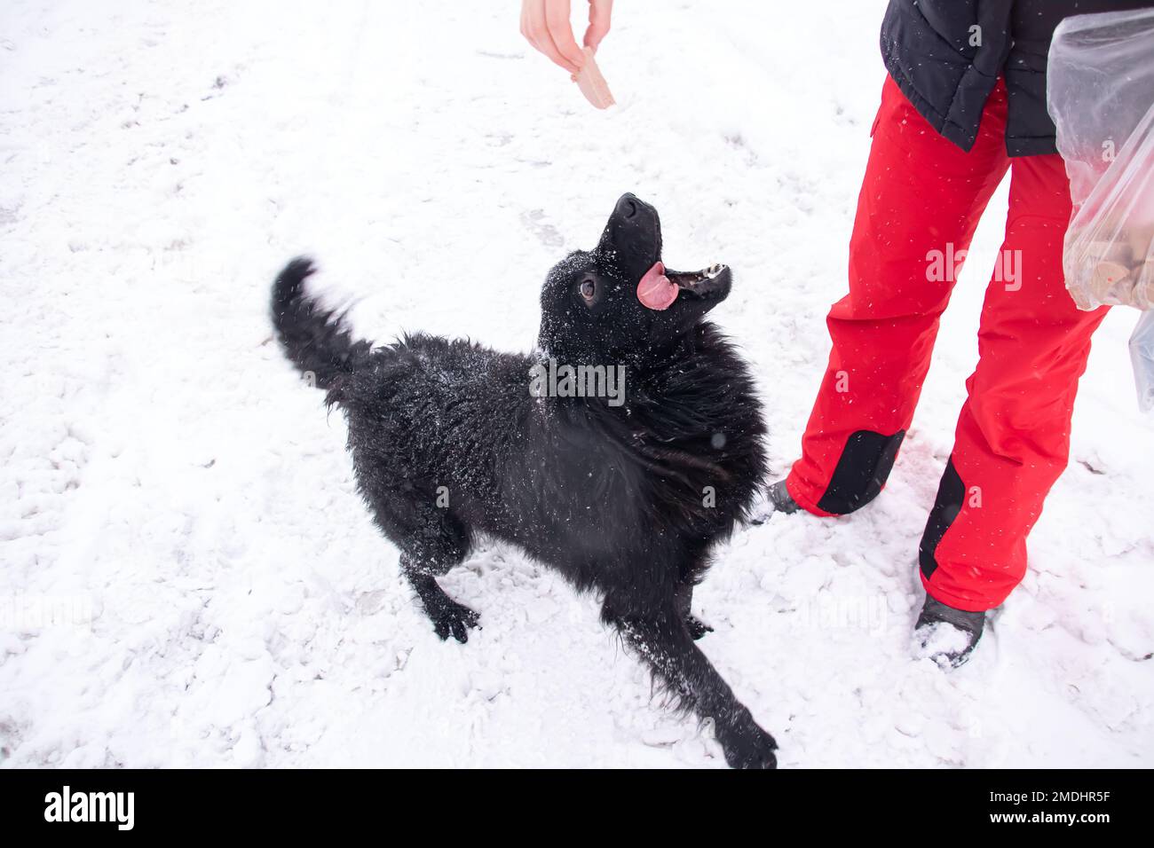 Ein schwarzer Hund fängt im Schnee aus nächster Nähe Nahrung Stockfoto