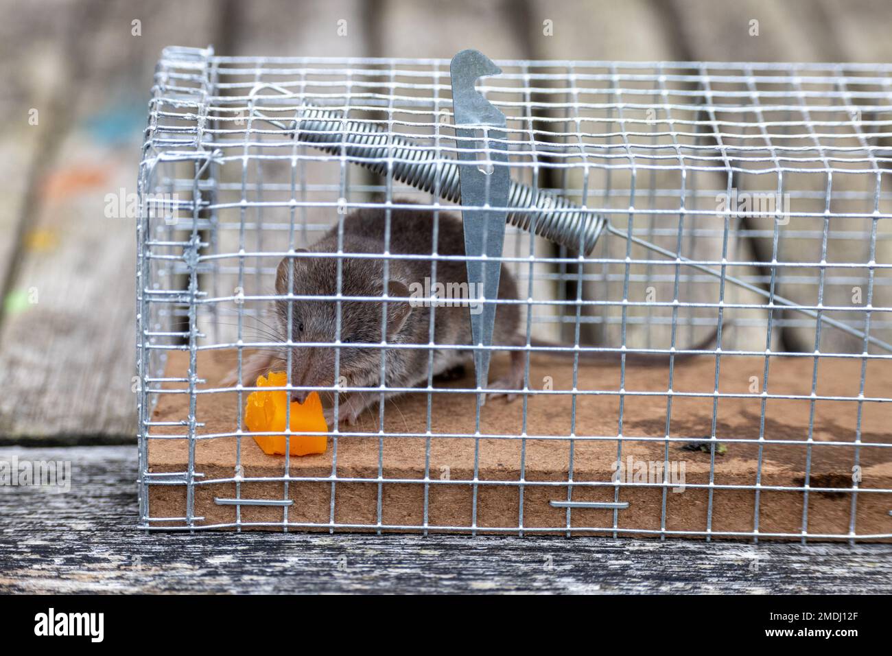 Musaraigne des jardins (Crocidura suaveolens) prise dans un piège, Pas de Calais, France Stockfoto