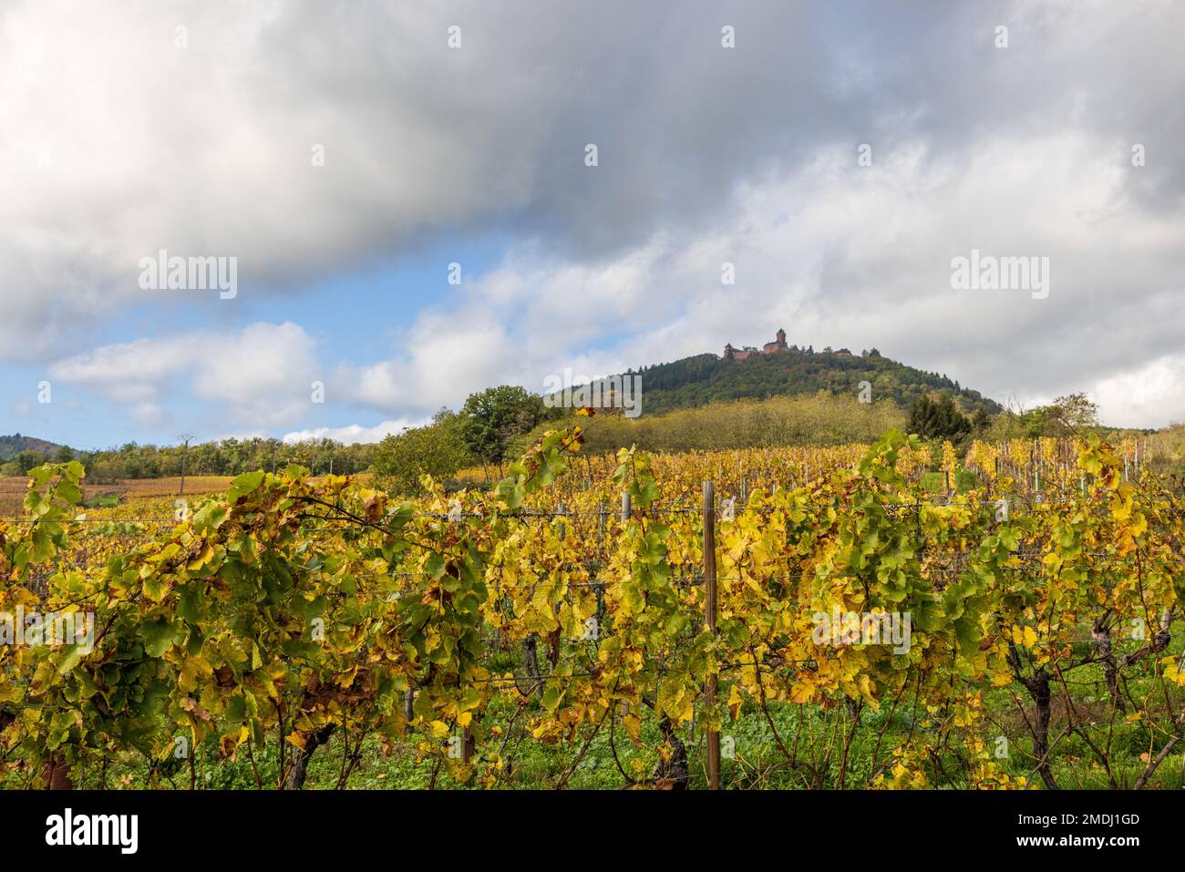 Frankreich, Haut-Rhin (68), Route des vins d'Alsace, Saint-Hyppolyte, le vignoble et le château du Haut-Koenisbourg Stockfoto