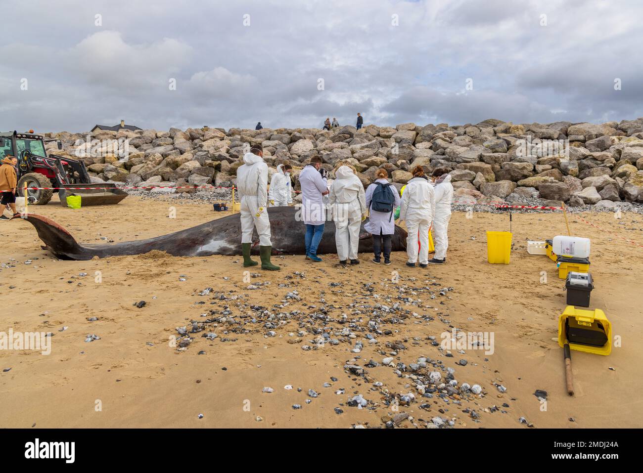 Hyperoodon Ampullatus-Weiblicher Schnabelwal am Strand von Sangatte gestrandet. Autopsie durch die Universität Lüttich und die CMNF Stockfoto