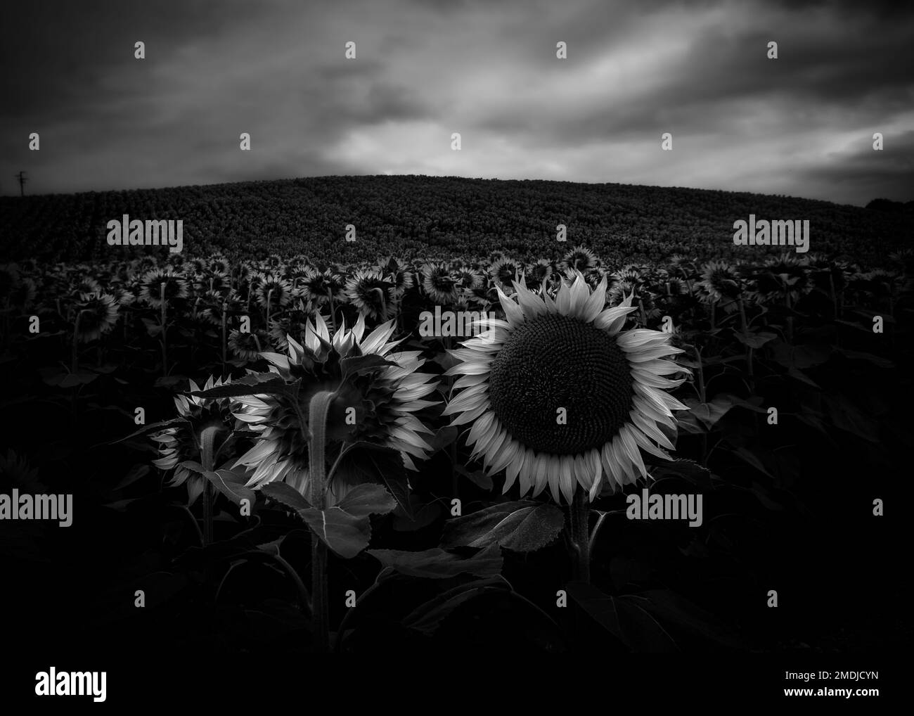 Schwarzes Schaf-Kontrollprogramm Stockfoto
