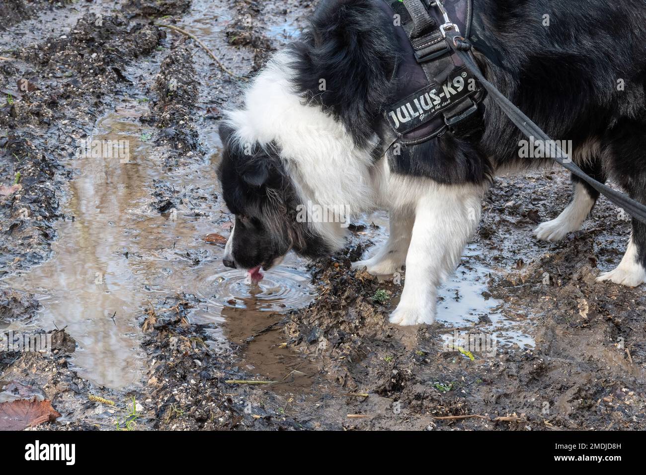 Border Collie Hund trinkt Wasser aus einem Schlammteich Stockfotografie