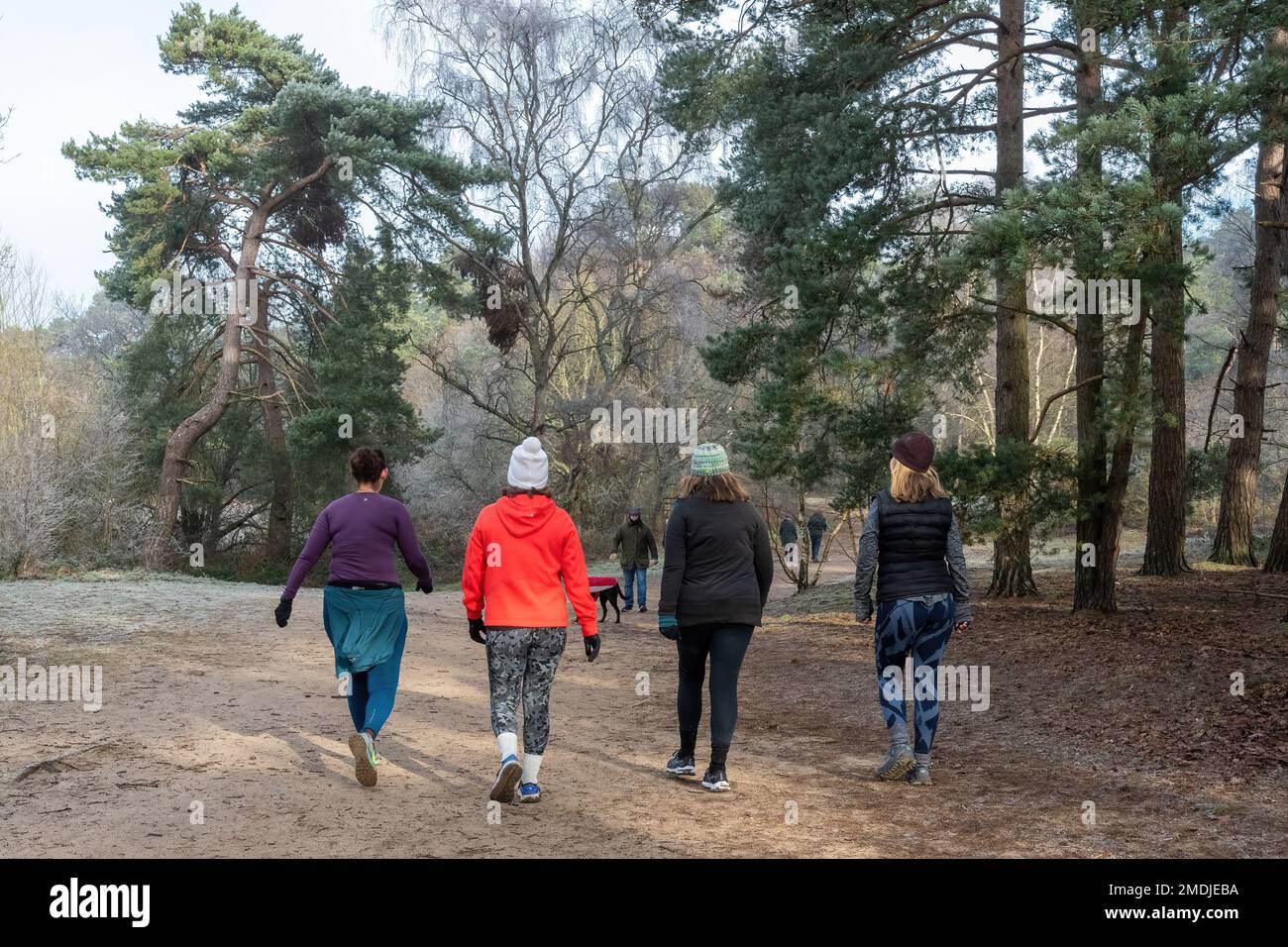 Vier junge Frauen, die im Januar oder Winter in Surrey, England, Großbritannien, einen zügigen Spaziergang auf dem Land machen Stockfoto
