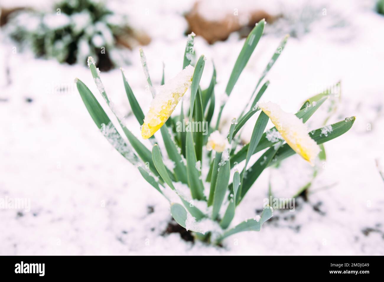 Perygelbe Frühlings-Narzissen im Frühlingsgarten unter Schnee. Stockfoto