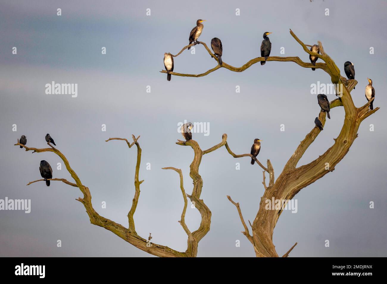 Kommandanten Stockfoto