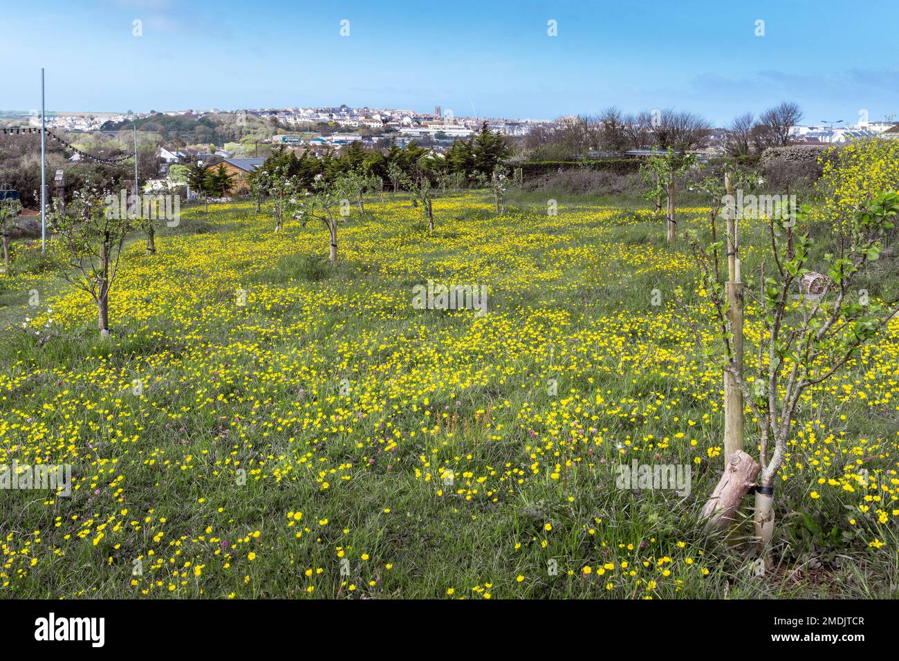 Wildblumen wachsen in einem Grasgebiet in Newquay Orchard eine Gemeinschaftsinitiative in Newquay in Cornwall im Vereinigten Königreich. Stockfoto