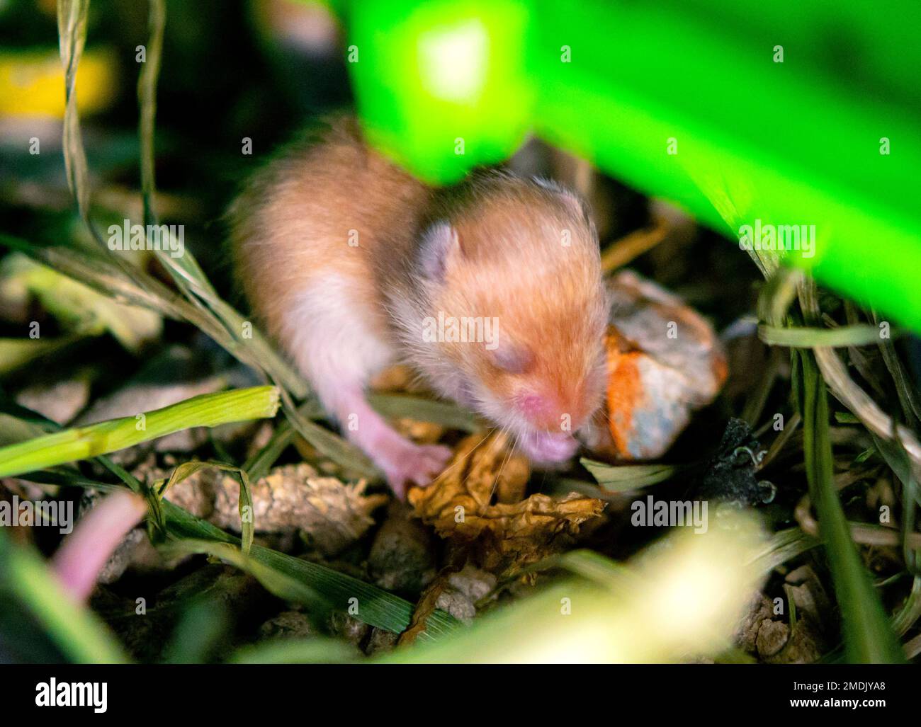 Nahaufnahme des Hamsternests. Viele kleine Hamster im Gras nisten. Neugeborene Hamster. Kleine Nagetiere. Haustiere. Syrische Hamster. Sehr kleine blinde Hamster. Fortpflanzung und Zucht von Haustieren. Nagetier-Jungen Stockfoto