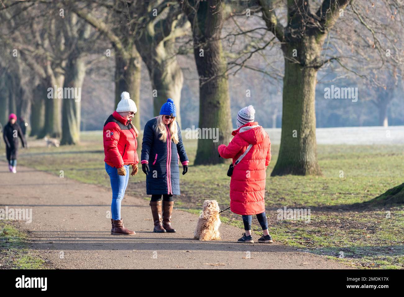 Northampton, Großbritannien. 23. Januar 2023 Ein kalter, frostiger Morgen im Abington Park mit Leuten, die mit ihren Hunden spazieren gehen, gut eingepackt gegen das kalte Wetter. Kredit: Keith J. Smith./Alamy Live News Stockfoto