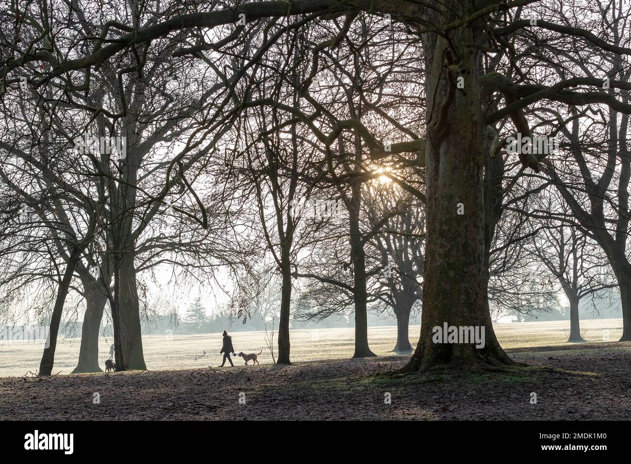 Northampton, Großbritannien. 23. Januar 2023 Ein kalter, frostiger Morgen im Abington Park mit Leuten, die mit ihren Hunden spazieren gehen, gut eingepackt gegen das kalte Wetter. Kredit: Keith J. Smith./Alamy Live News Stockfoto