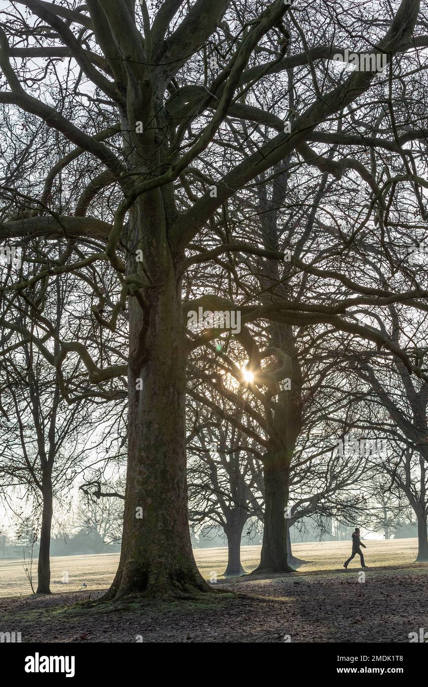 Northampton, Großbritannien. 23. Januar 2023 Ein kalter, frostiger Morgen im Abington Park mit Leuten, die mit ihren Hunden spazieren gehen, gut eingepackt gegen das kalte Wetter. Kredit: Keith J. Smith./Alamy Live News Stockfoto