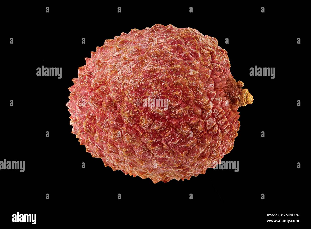 Litchi chinensis, Lychee, Litchi, Nahaufnahme, Obst Stockfoto