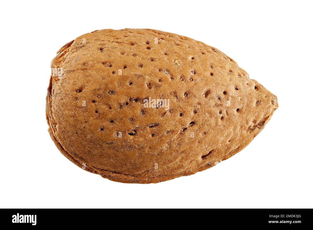 Prunus dulcis, Almond, Mandelbaum, schließen, Stein Stockfoto