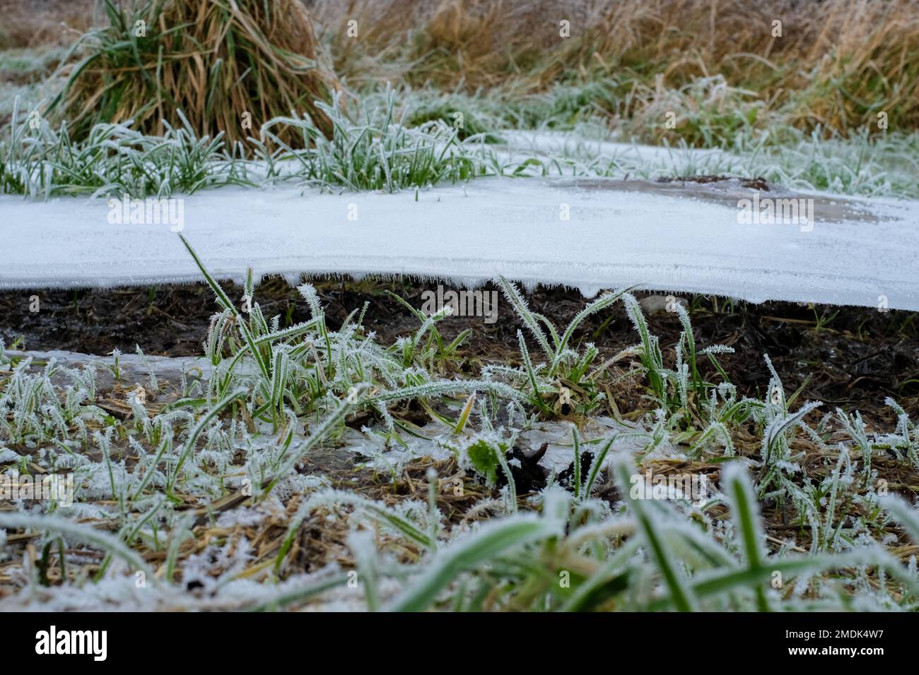 Frost verursacht Anfang 2023 einen Eisschild über dem Gras in einem Wiltshire-Garten. UK. Stockfoto