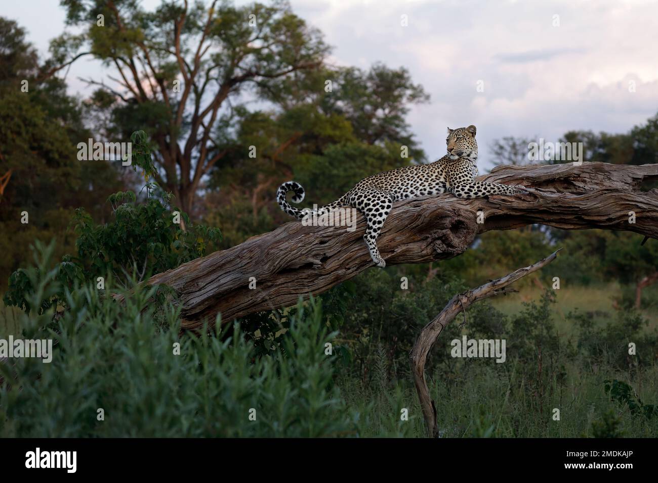 Ein Leopard entspannt sich auf einem breiten Baumstamm, der perfekten Pose - Smaragdsaison in Botswana, Okavango Delta. Stockfoto