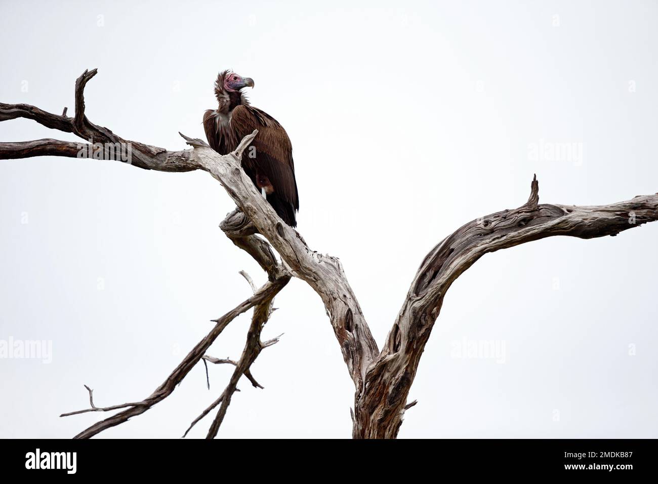 Auf einem toten Baum sitzt ein Aasgeier, Okavangodelta, Botsuana, Afrika Stockfoto