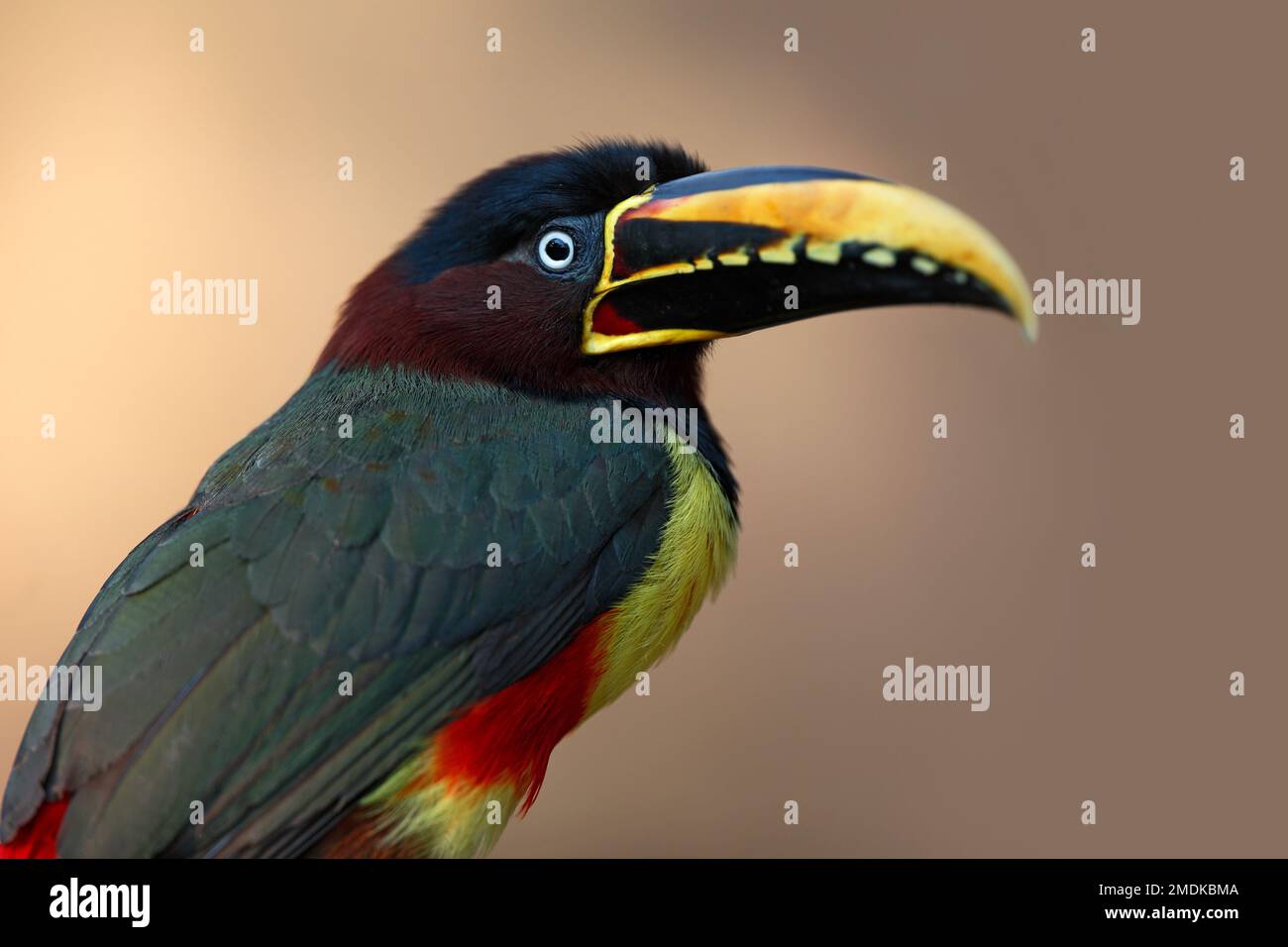 Porträt eines Kastanienohr-Aracari, Pteroglossus castanotis, klarer Hintergrund - Pantanal, Mata Grosso, Poconé, Brasilien Stockfoto