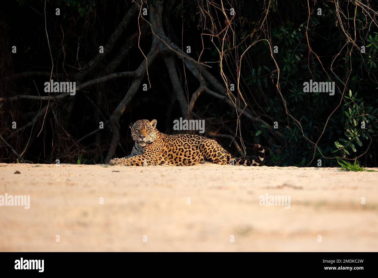 Wilder männlicher Jaguar, der sich auf einem Sandufer am Rande des Flusses Piquiri, einem Nebenfluss des Cuiaba Flusses, im Norden von Pantanal, Brasilien ruht. Stockfoto