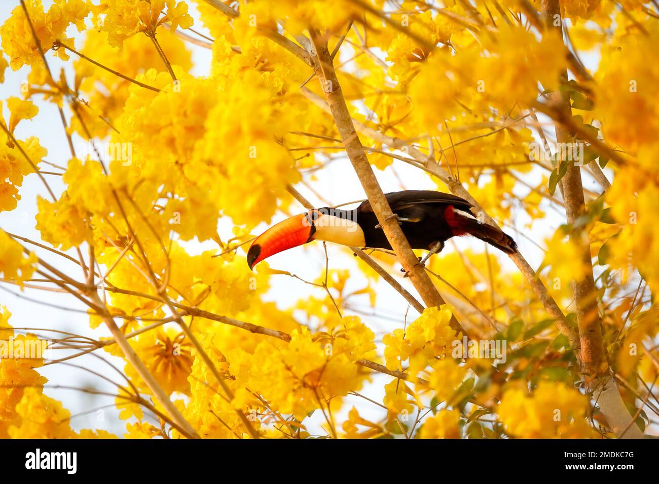 Toco-Tukan / gewöhnlicher Tukan / Riesentukan (Ramphastos toco) hoch oben in einer goldenen Trompete - Pantanal, Mata Grosso, Poconé, Brasilien Stockfoto