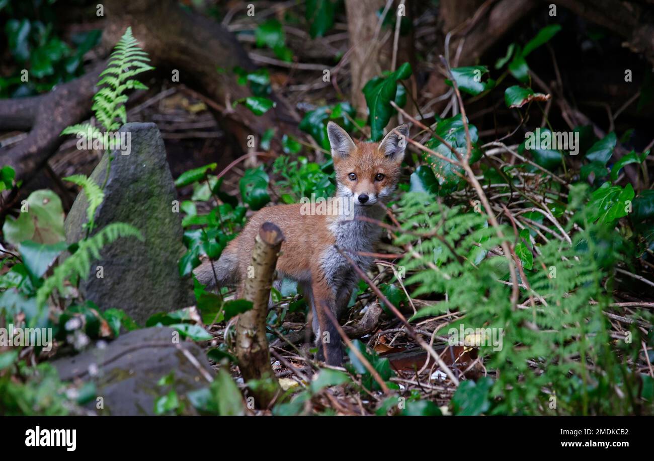 Die Fuchsjungen erkunden den Garten in der Nähe ihres Höhlengeländes Stockfoto