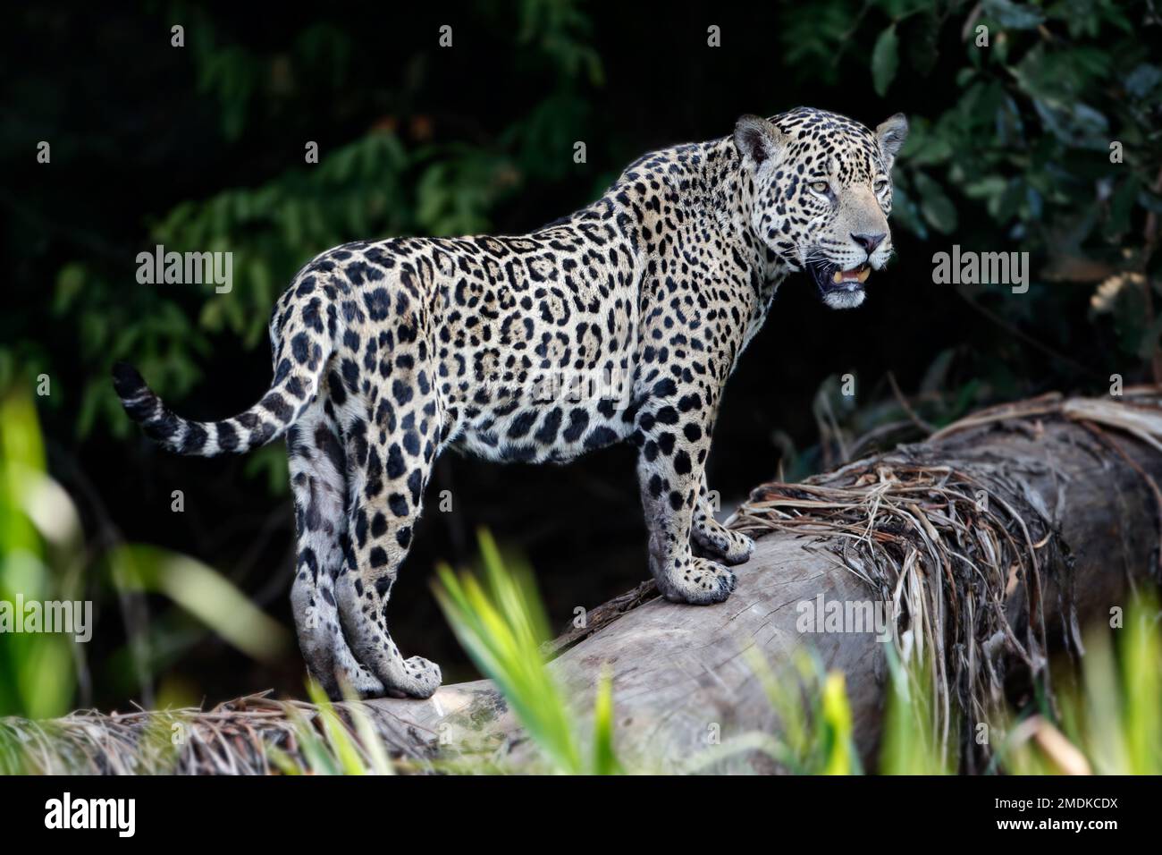 Wilder Jaguar am Rand des Flusses Piquiri, ein Nebenfluss des Flusses Cuiaba, schöne Pose, nördlicher Pantanal, Brasilien. Stockfoto