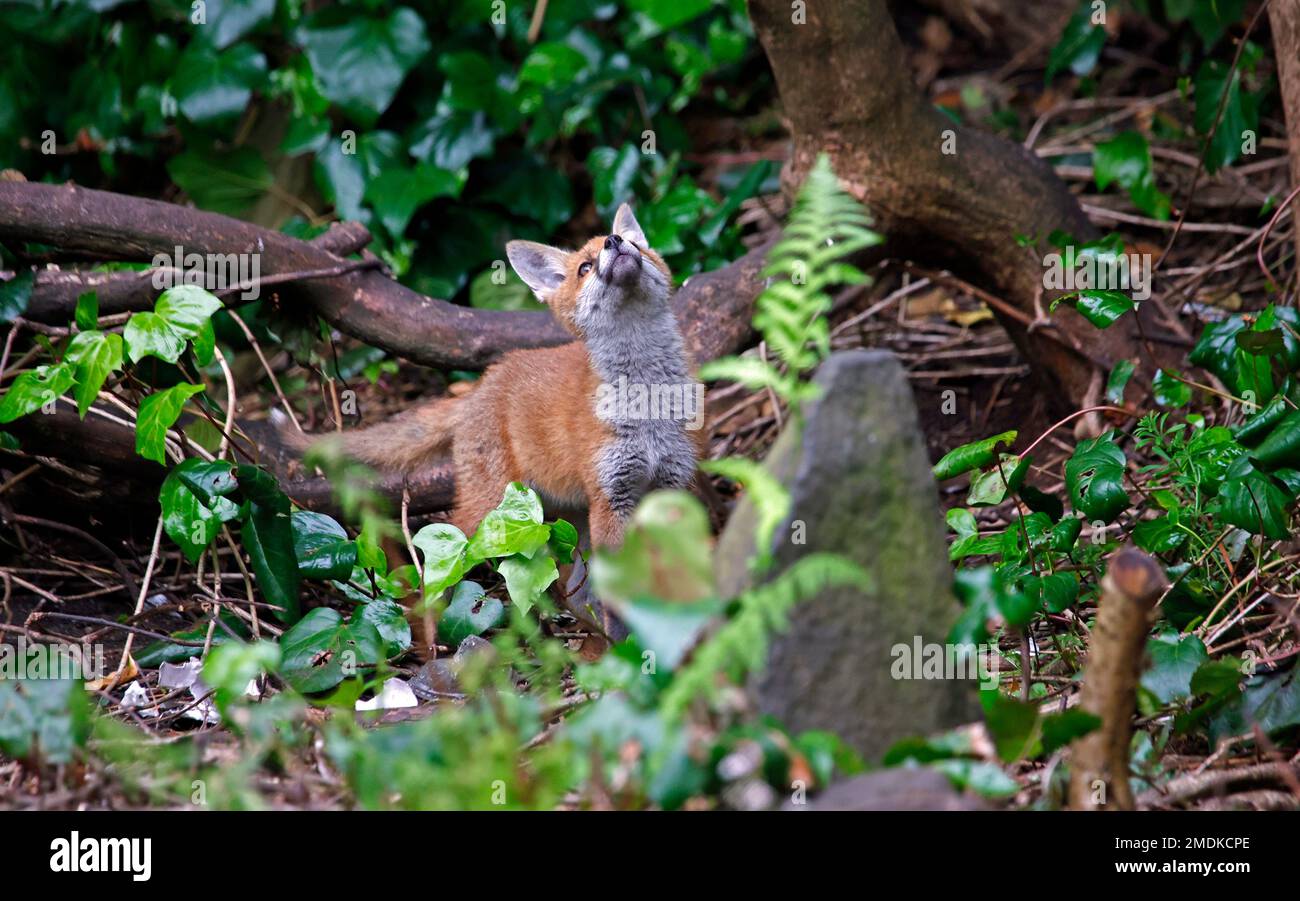 Die Fuchsjungen erkunden den Garten in der Nähe ihres Höhlengeländes Stockfoto