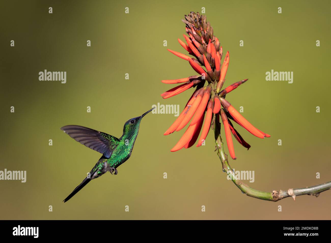 Die violettbedeckte Walnymphe (Thalurania glaucopis) besucht eine einheimische Blume (Erythrina mulungu) in der Luft - den Atlantischen Regenwald im Bundesstaat Sao Paulo, Brasilien Stockfoto