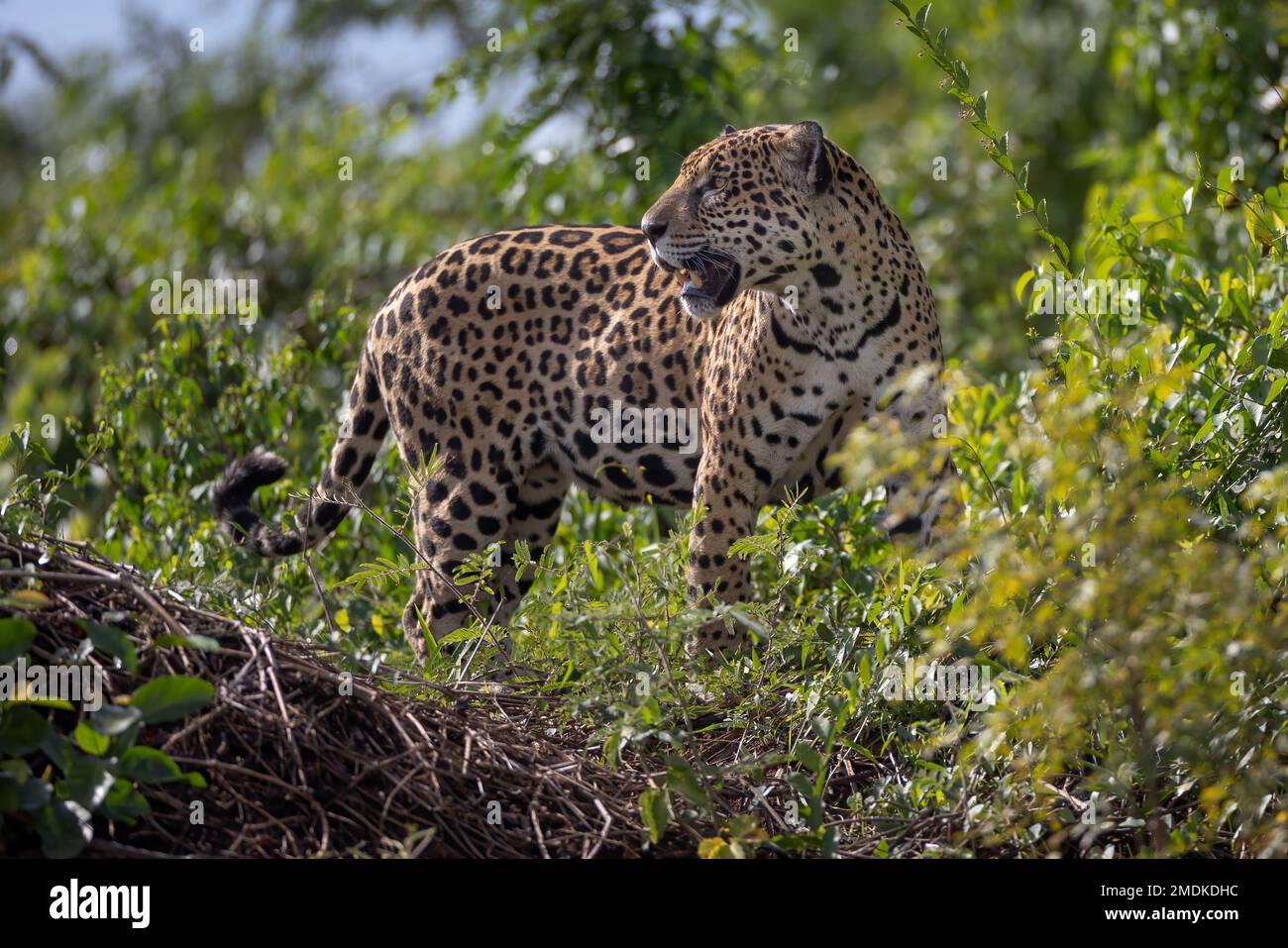 Wilder Jaguar am Rande des Piquiri River, schöne Pose, ein Zufluss des Cuiaba River, Nord-Pantanal, Brasilien. Stockfoto