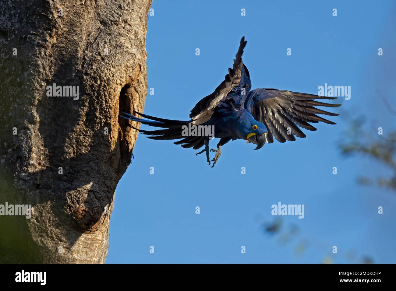 Hyazinth Macaw (Anodorhynchus hyacinthinus) aus dem Nest, Baumnisthöhle, Pantanal, Brasilien, Südamerika Stockfoto