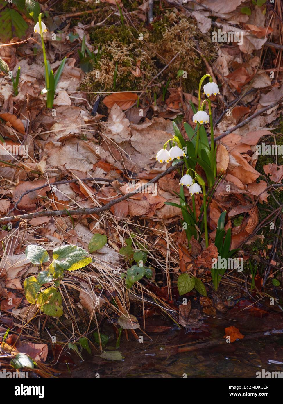 Sommerliche Schneeflocke am Bach. Kleine Blume mit weißen Blütenblättern Stockfoto
