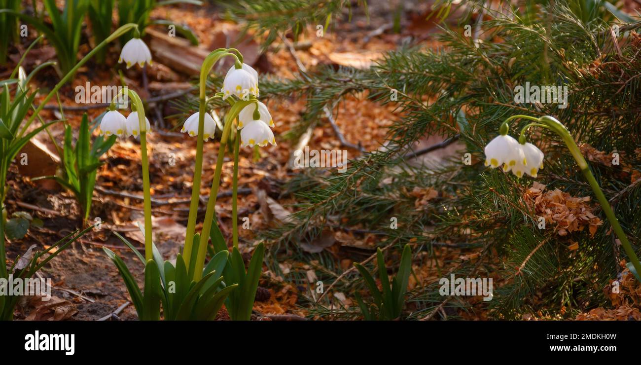 Sommerliche Schneeflocke am Bach. Kleine Blume mit weißen Blütenblättern Stockfoto